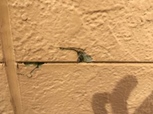 愛西市T様邸 外壁に欠けが発生し下地が露出している様子